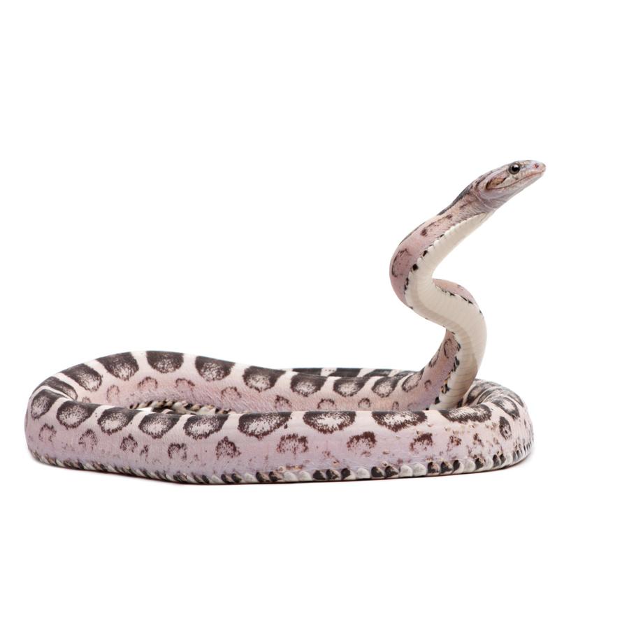 Snakes – Φίδια