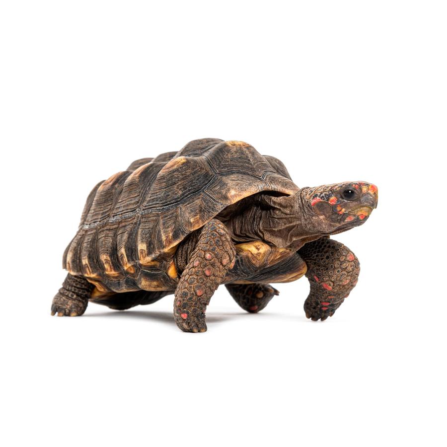 Turtles - Χελώνες