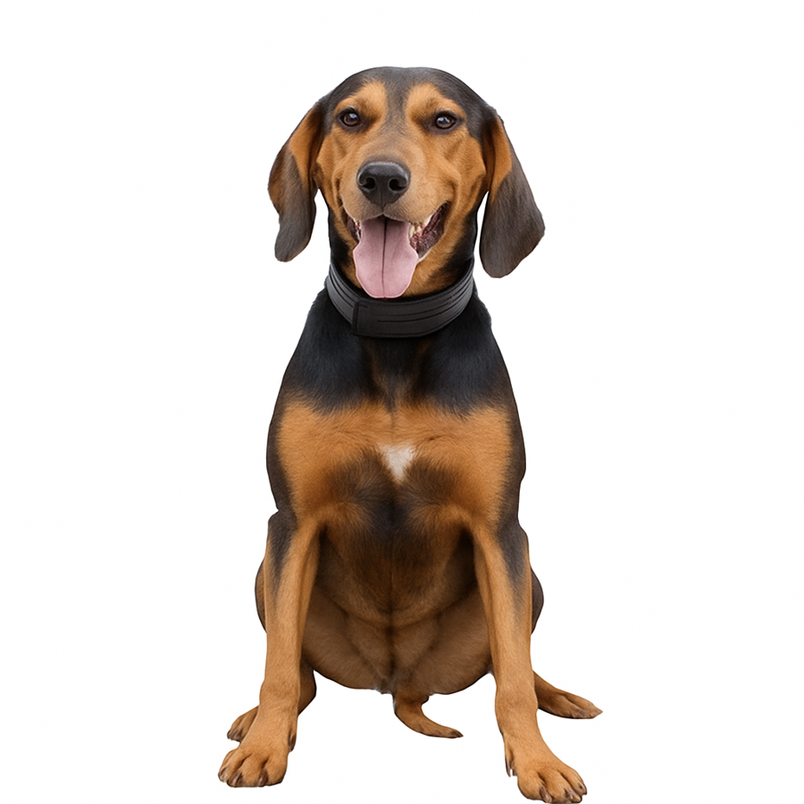 Greek Harehound - Ελληνικός Ιχνηλάτης