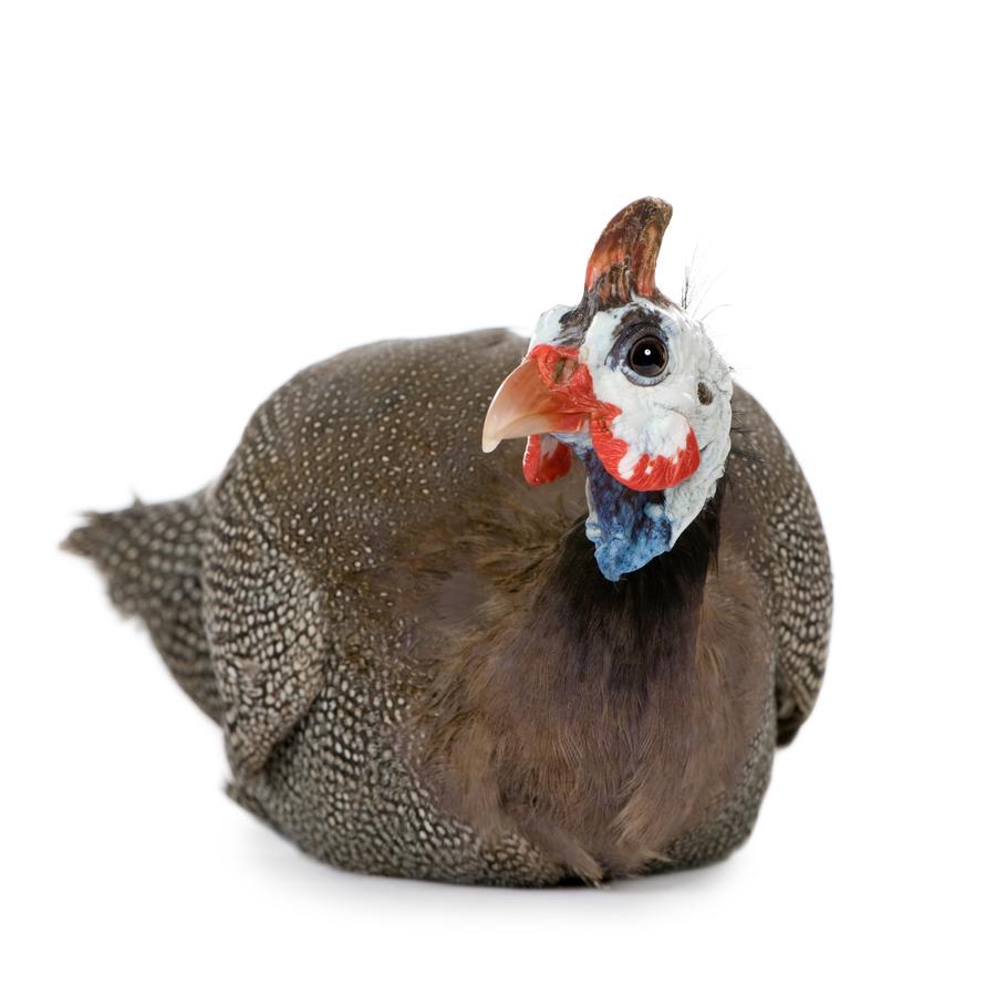 Guinea Fowls - Φραγκόκοτες