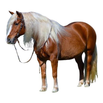 Haflinger - Χάφλινγκερ