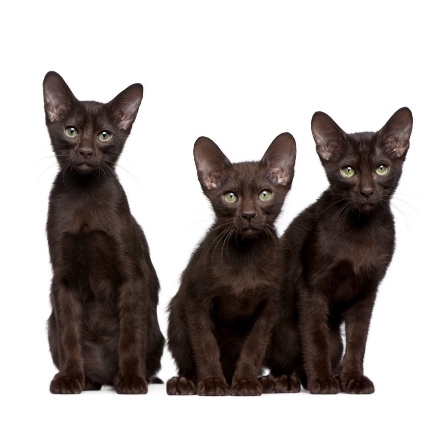 Havana Brown - Αβάνας