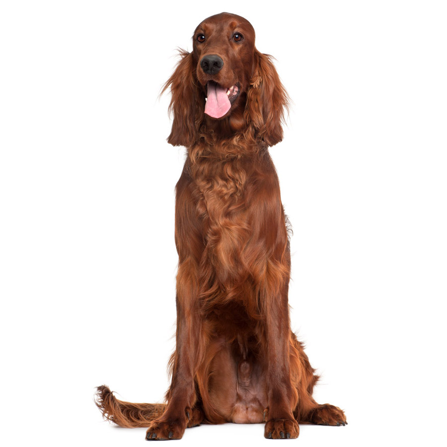 Irish Setter - Ιρλανδικό Σέττερ