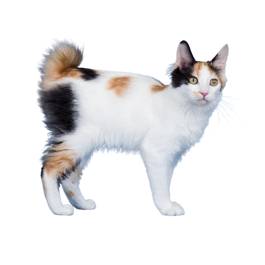 Japanese Bobtail - Ιαπωνική Μπομπτέιλ