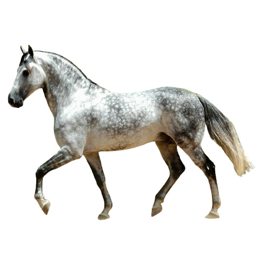 Margalarga Marchador - Μάνγκαλάργκα Μάρτσαντορ