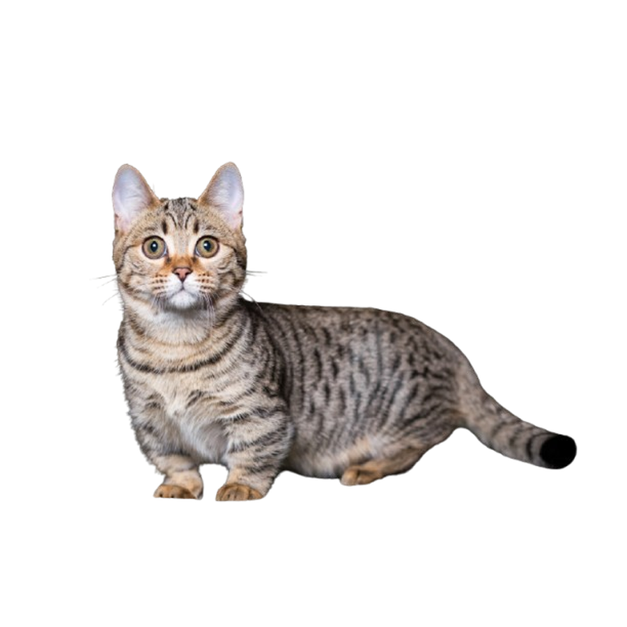 Munchkin - Μάντσκιν