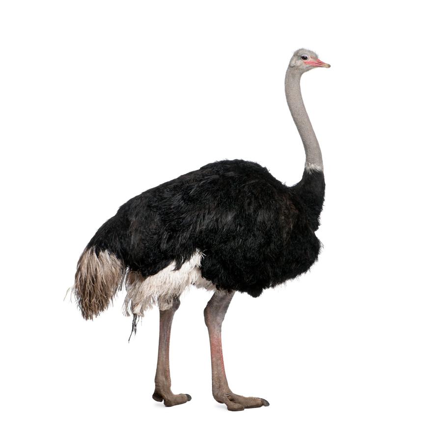 Ostriches - Στρουθοκάμηλοι