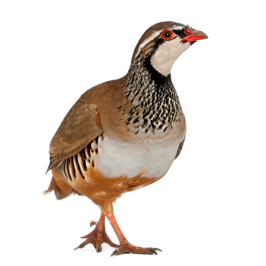 Partridges - Πέρδικες