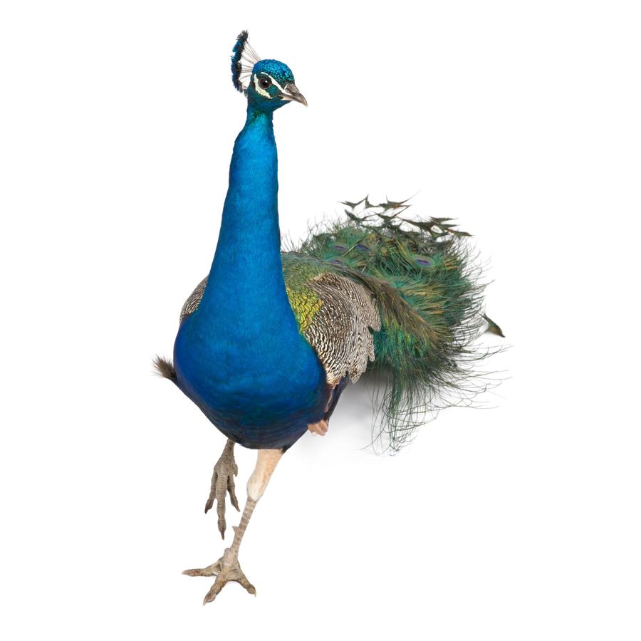 Peacocks - Παγώνια