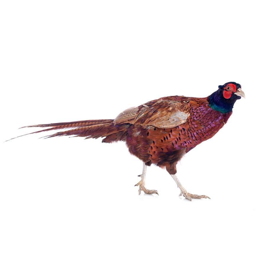 Pheasants - Φασιανοί