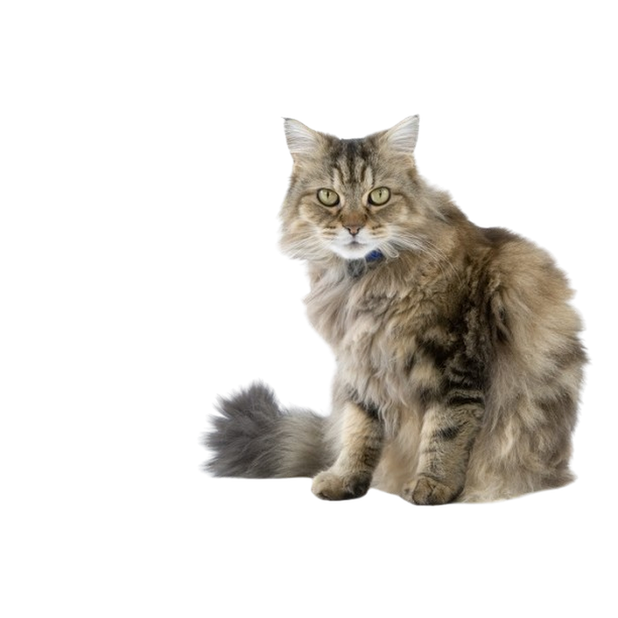 Ragamuffin - Ραγκαμάφιν