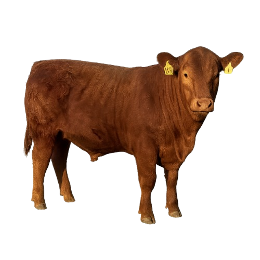 Red Angus