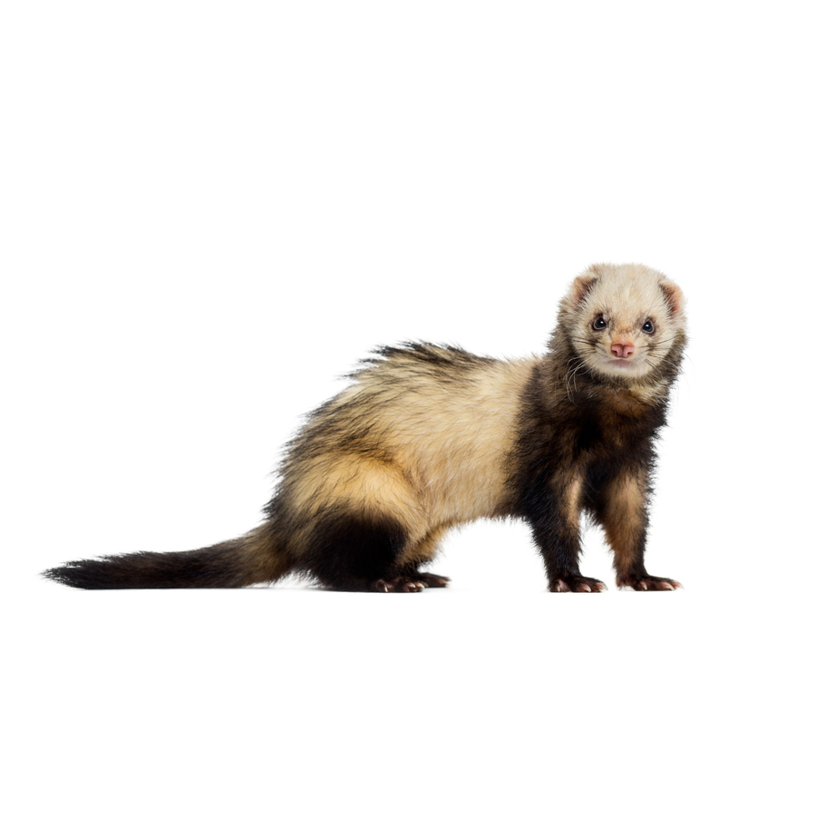 Ferrets – Φέρετ