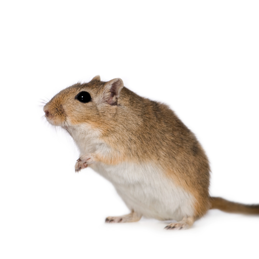 Gerbils – Γερβίλοι
