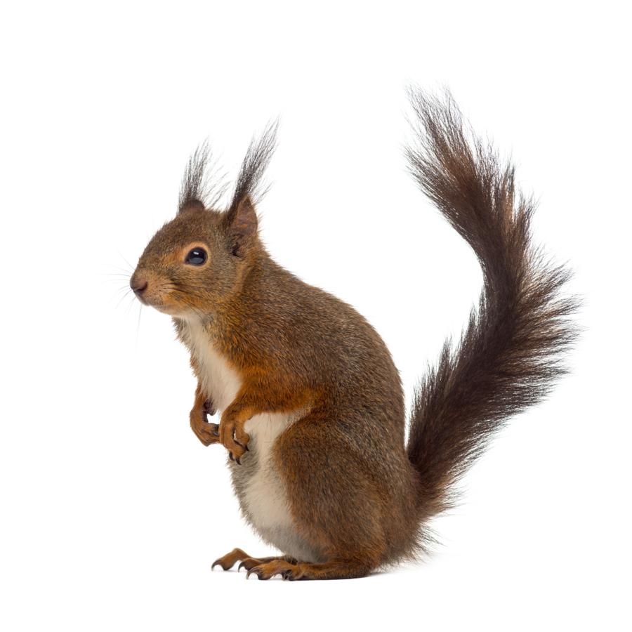 Squirrels – Σκίουροι