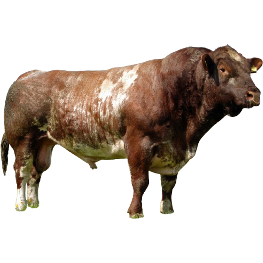 Shorthorn