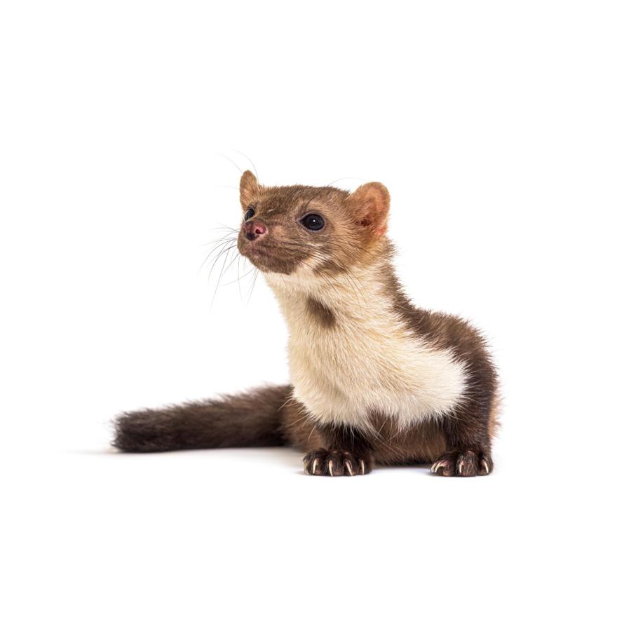 Weasels – Νυφίτσες