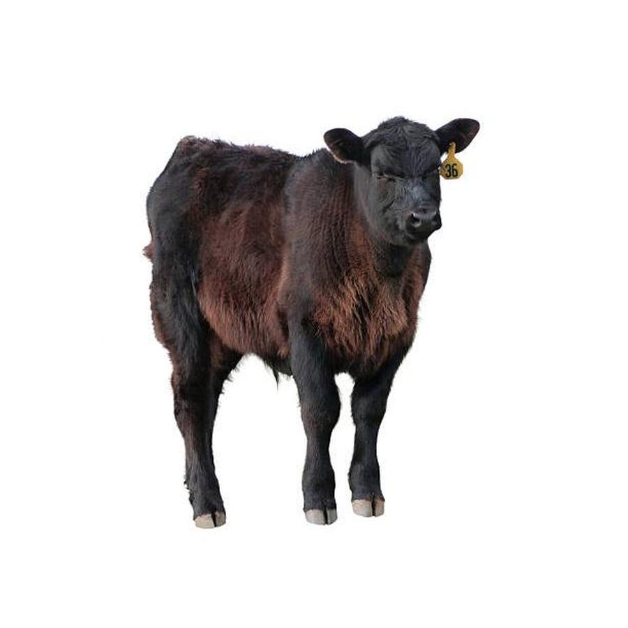 Aberdeen Angus