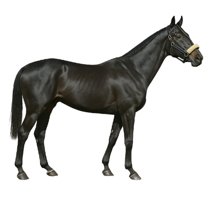 Thoroughbred - Θόροουμπρεντ