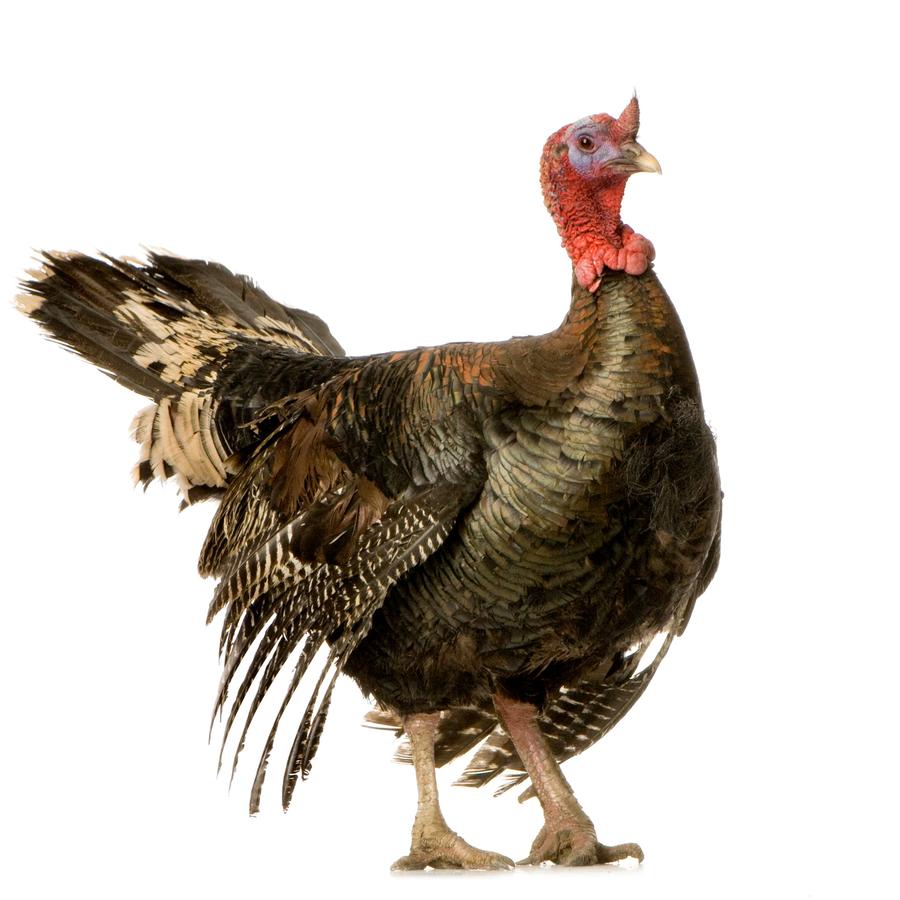 Turkeys - Γαλοπούλες