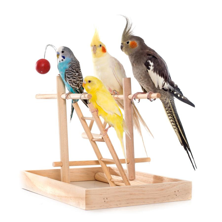 Other Birds - Λοιπά Πτηνά