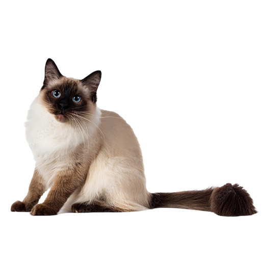 Balinese - Μπαλινέζ