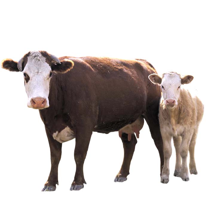 Other Cattle - Λοιπά Βοοειδή