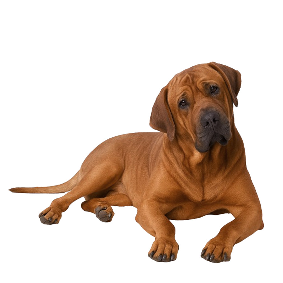 Tosa Inu - Τόσα Ίνου