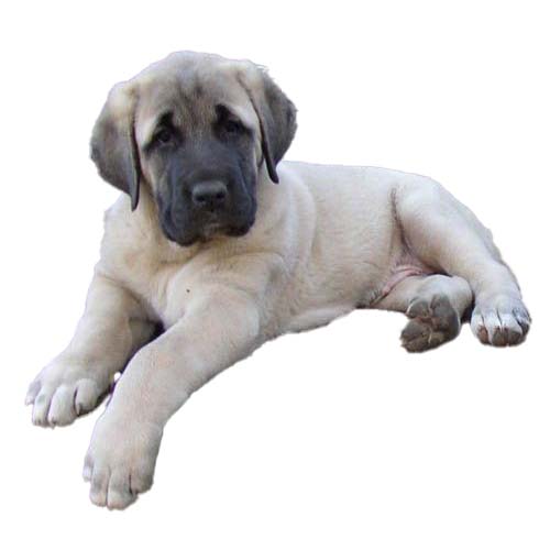 Kangal - Κάνγκαλ