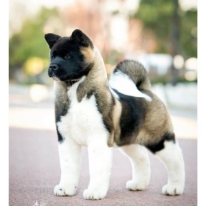 American Akita – Αμερικανικό Ακίτα