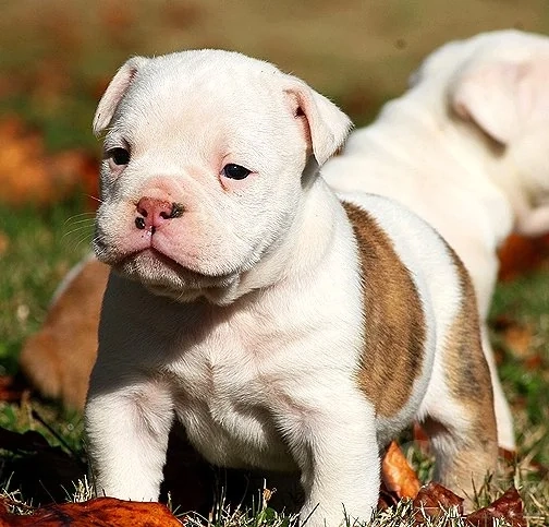 American Bulldog – Αμερικάνικα Μπουλντογκ