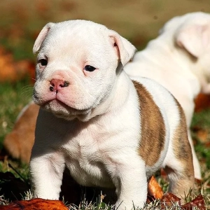 American Bulldog – Αμερικάνικα Μπουλντογκ