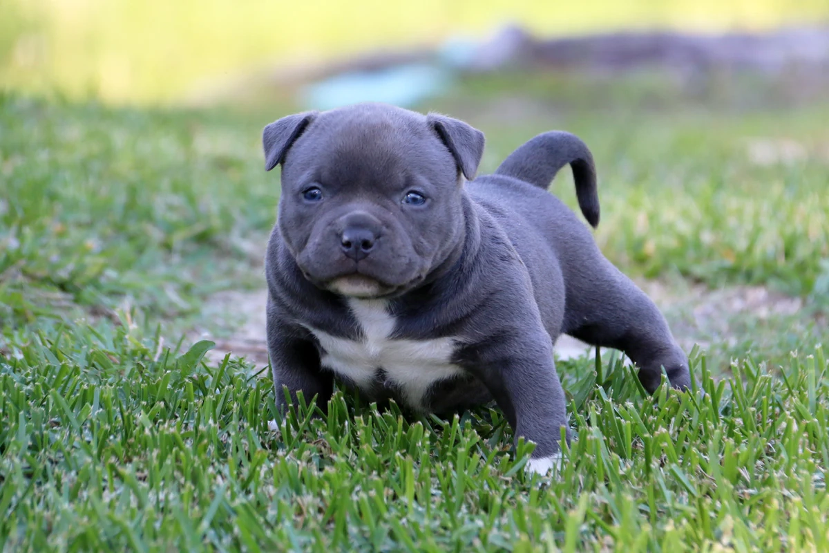 American Bully – Αμερικάνικο Μπούλι