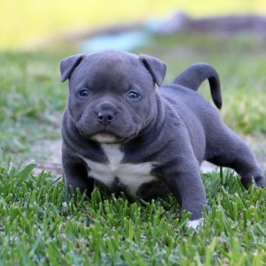 American Bully – Αμερικάνικο Μπούλι