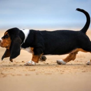 guppi ψαρακια μαζι με το ενυδρειο