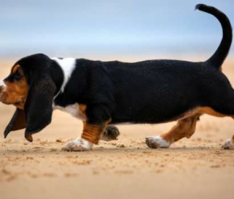 guppi ψαρακια μαζι με το ενυδρειο