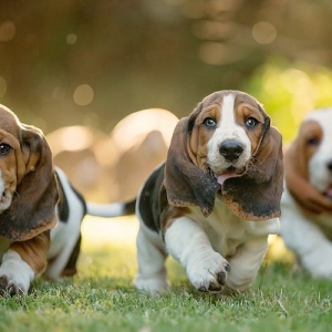Basset Hound – Μπασέ Χάουντ