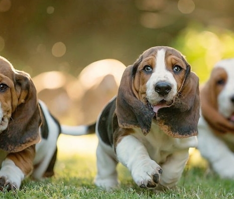 Basset Hound – Μπασέ Χάουντ