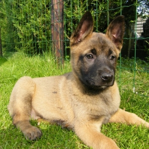 Belgian Malinois – Βελγικό Μαλινουά