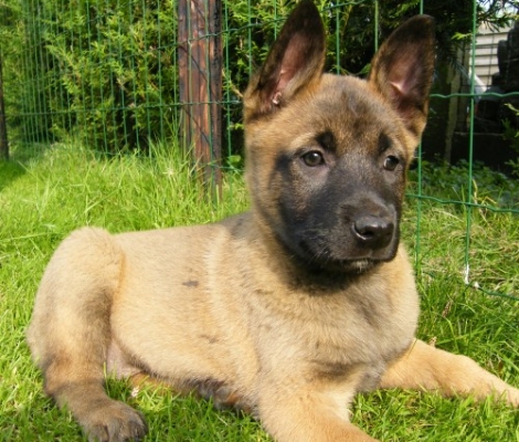Belgian Malinois – Βελγικό Μαλινουά