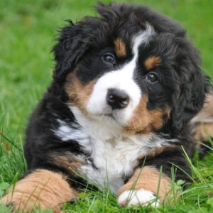Bernese Mountain Dog – Ορεινός Σκύλος της Βέρνης