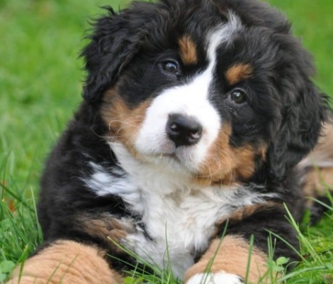 Bernese Mountain Dog – Ορεινός Σκύλος της Βέρνης