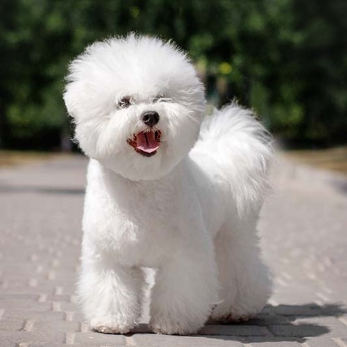 Bichon Frise – Μπισόν Φριζέ