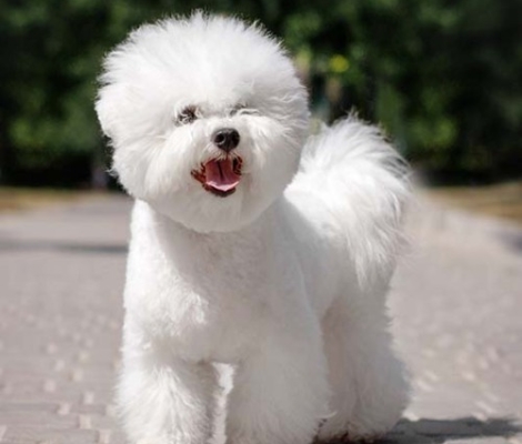 Bichon Frise – Μπισόν Φριζέ