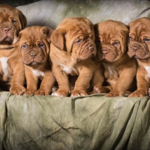 DOGUE DE BORDEAUX ΚΟΥΤΑΒΙΑ