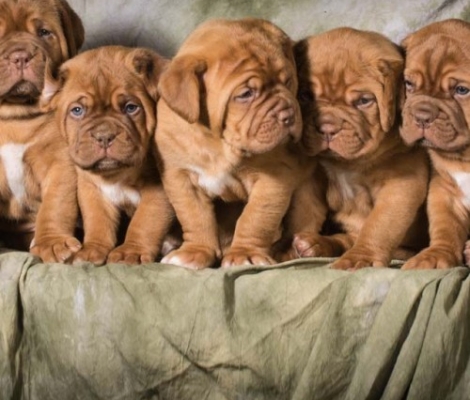DOGUE DE BORDEAUX ΚΟΥΤΑΒΙΑ