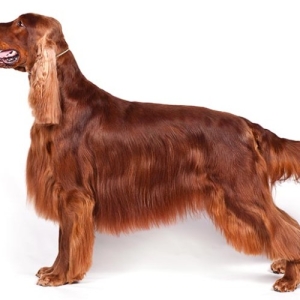 ΓΑΙΔΟΥΡΑΚΙΑ ΠΡΩΣ ΥΙΟΘΕΣΙΑ