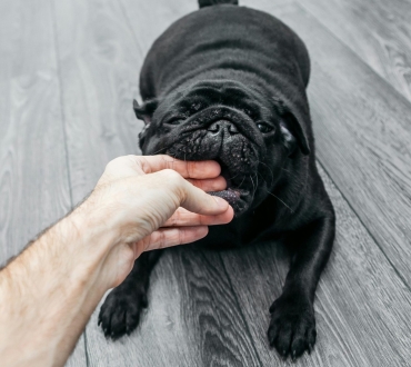 🦴 Πώς να Αντιμετωπίσετε το Δάγκωμα του Κουταβιού σας