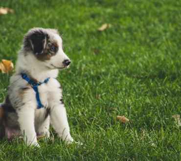 Πώς να Εκπαιδεύσετε το Κουτάβι σας να Κάνει την Ανάγκη του Έξω