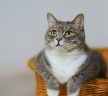 🐾 Γάτα και Νέο Σπίτι: Ομαλή Μετάβαση Χωρίς Άγχος